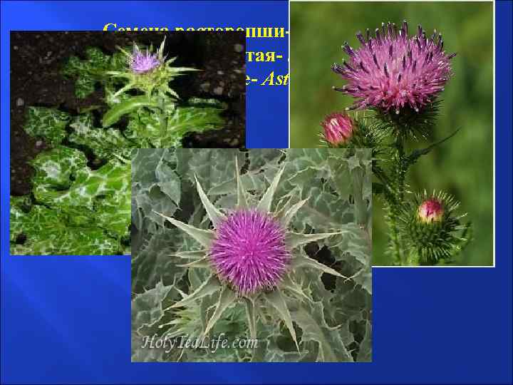 Семена расторопши- Semina Silybi Расторопша пятнистая- Silybum marianum Астровые- Asteraceae 