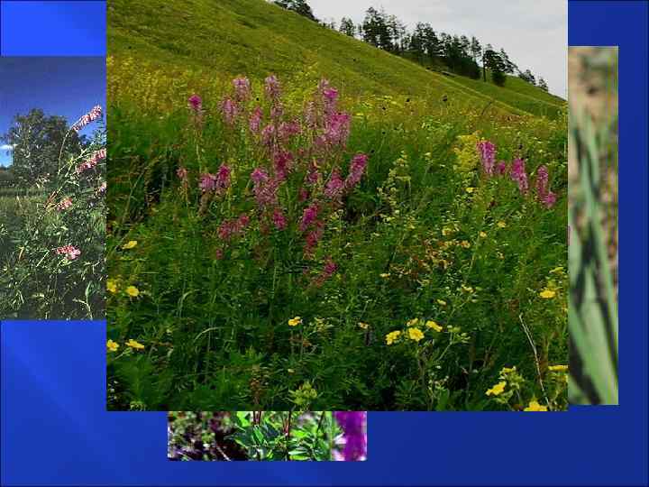 Трава копеечника – Herba Hedysari Копеечник альпийский – Hedysarum alpinum Бобовые - Fabaceae 