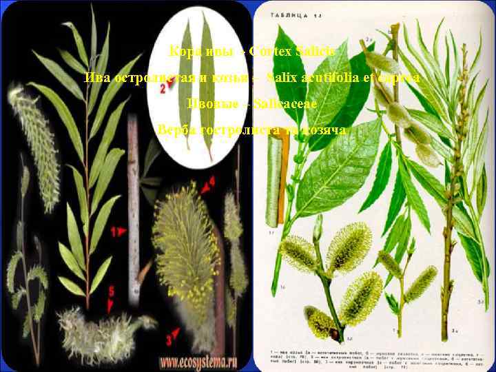Кора ивы - Cortex Salicis Ива остролистая и козья – Salix acutifolia et caprea