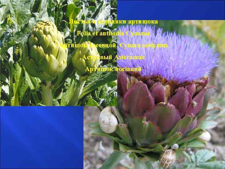 Листья и корзинки артишока Folia et anthodia Cynarae Артишок посевной Cynara scolymus Астровый Asteraceae