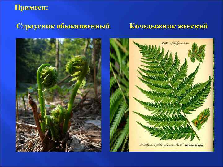 Примеси: Страусник обыкновенный Кочедыжник женский 