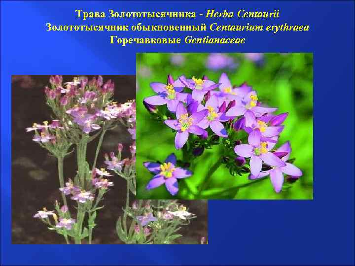 Трава Золототысячника - Herba Centaurii Золототысячник обыкновенный Centaurium erythraea Горечавковые Gentianaceae 