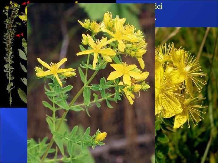 трава зверобоя - Herba Hyperici Зверобой продырявленный Hуpericum perforatum Зверобойные - Hypericaceae 