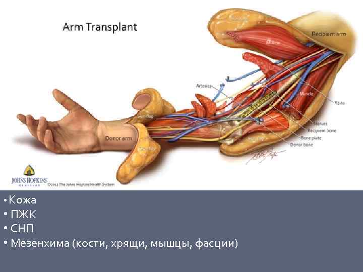  • Кожа • ПЖК • СНП • Мезенхима (кости, хрящи, мышцы, фасции) 