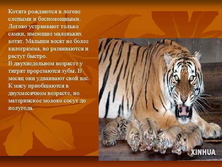 Котята рождаются в логове слепыми и беспомощными. Логово устраивают только самки, имеющие маленьких котят.