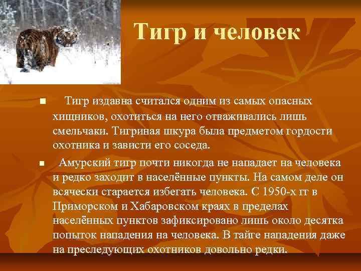 Тигр и человек Тигр издавна считался одним из самых опасных хищников, охотиться на него
