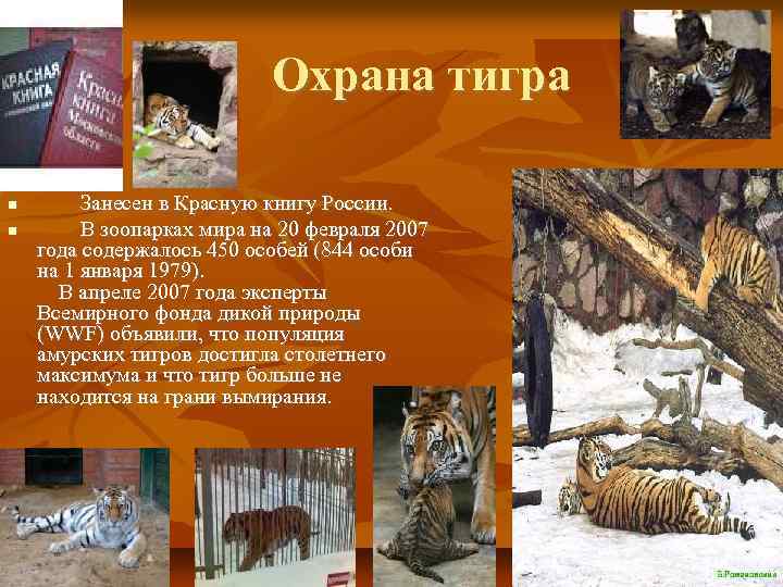 Охрана тигра Занесен в Красную книгу России. В зоопарках мира на 20 февраля 2007