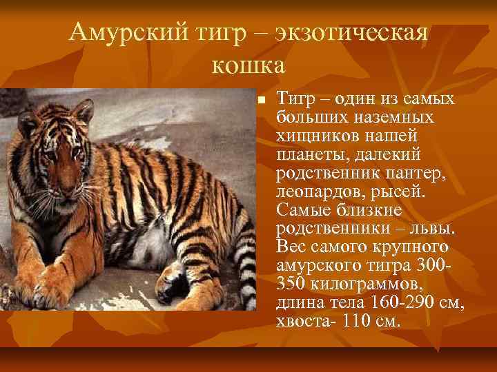 Амурский тигр – экзотическая кошка Тигр – один из самых больших наземных хищников нашей