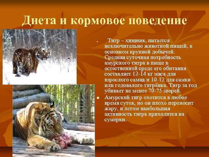 Диета и кормовое поведение Тигр – хищник, питается исключительно животной пищей, в основном крупной