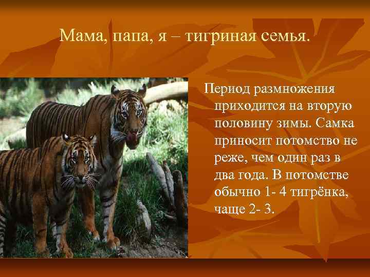 Мама, папа, я – тигриная семья. Период размножения приходится на вторую половину зимы. Самка
