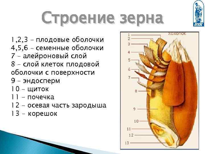 Какое строение имеет зерновка