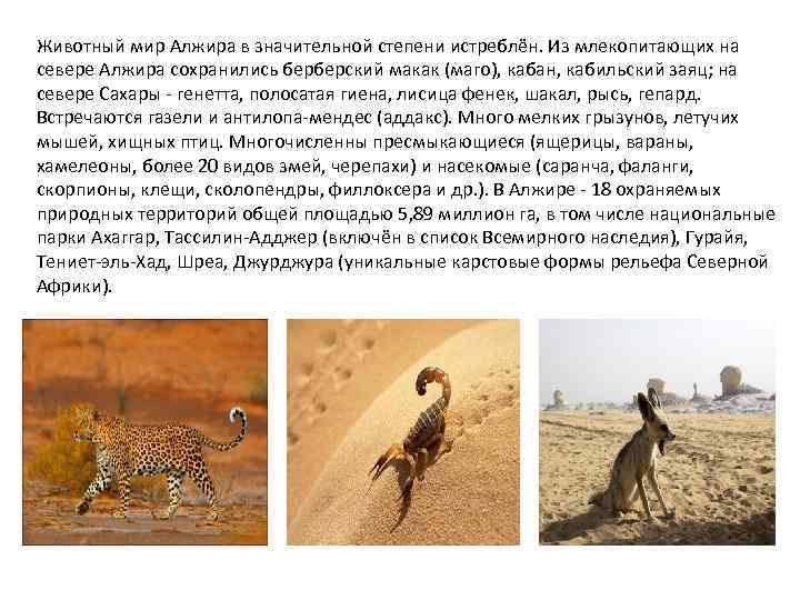 Животный мир Алжира в значительной степени истреблён. Из млекопитающих на севере Алжира сохранились берберский