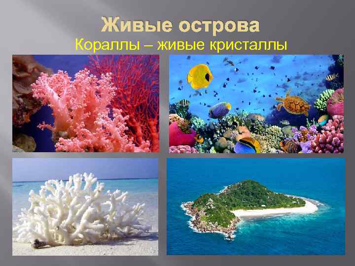 Живые острова Кораллы – живые кристаллы 