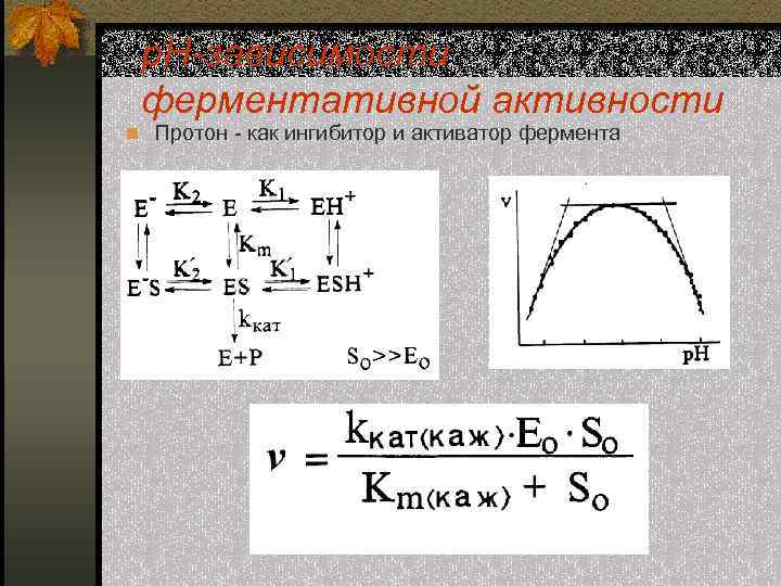 р. Н-зависимости ферментативной активности n Протон - как ингибитор и активатор фермента 