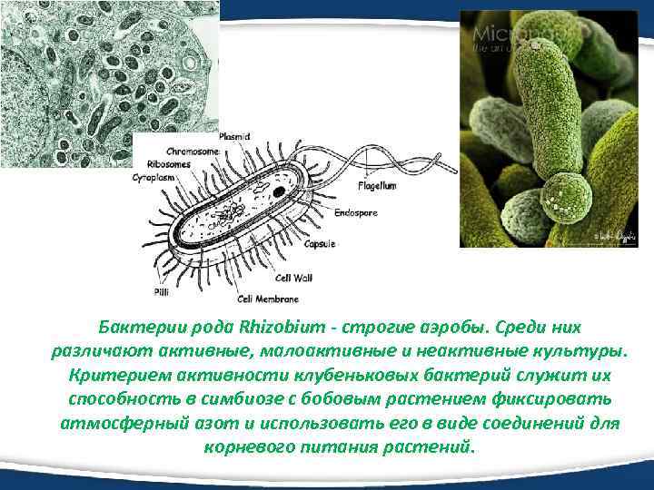 Род бактерий. Бактерии рода Rhizobium. Клубеньковые бактерии рода Rhizobium. Клубеньковые бактерии аэробы. В симбиотические отношения с бактериями рода Rhizobium не вступает.