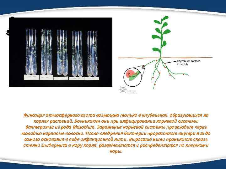 Фиксация атмосферного азота возможна только в клубеньках, образующихся на корнях растений. Возникают они при