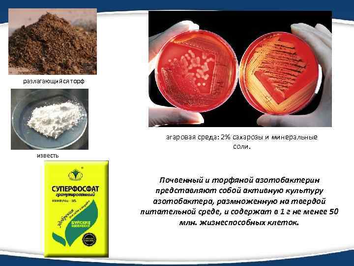 разлагающийся торф агаровая среда: 2% сахарозы и минеральные соли. известь Почвенный и торфяной азотобактерин