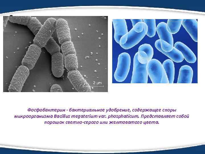 Фосфобактерин - бактериальное удобрение, содержащее споры микроорганизма Bacillus megaterium var. phosphaticum. Представляет собой порошок