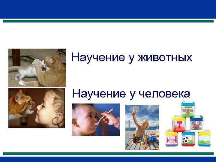 Научение у животных Научение у человека 