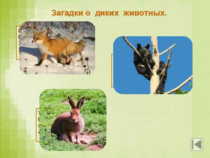 Загадки о диких животных. Посмотрите-ка, какая – Вся горит, как золотая. Ходит в шубке