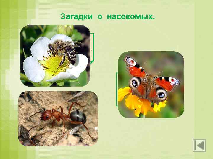 Загадки о насекомых. Домовитая хозяйка Полетает над лужайкой, Похлопочет над цветком – Он поделится