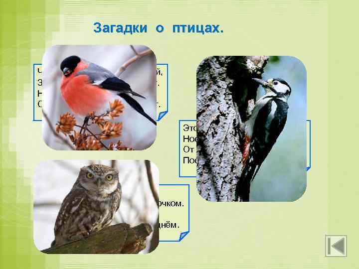 Загадки о птицах. Чернокрылый, красногрудый, Здесь зимой найдёт приют. Не боится он простуды –