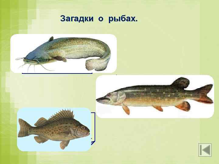 Загадки о рыбах. Он в самом омуте живёт, Хозяин глубины. Имеет он огромный рот,