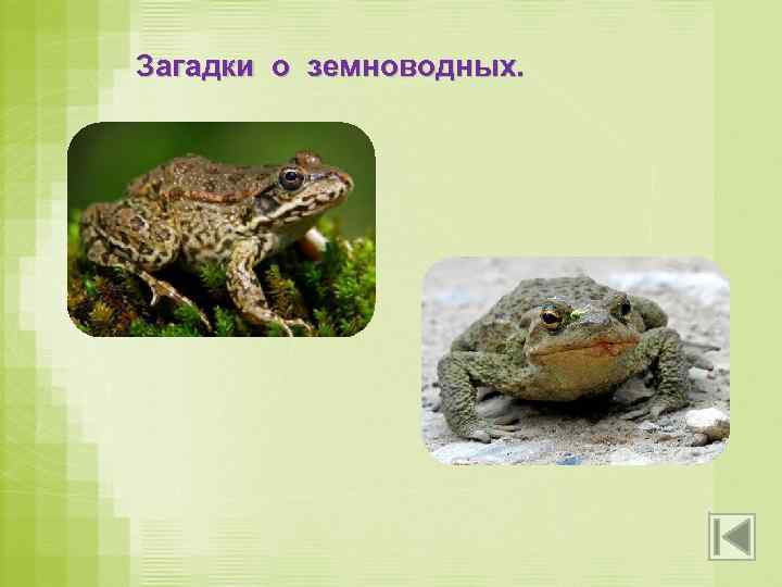 Загадки о земноводных. На лугу по кочкам Прыгают листочки! Выпуклые глазки И кривые лапки.