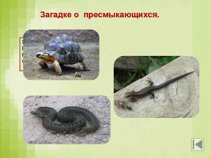 Загадке о пресмыкающихся. Я живу между камнями. Голова с четырьмя ногами. На себе ношу