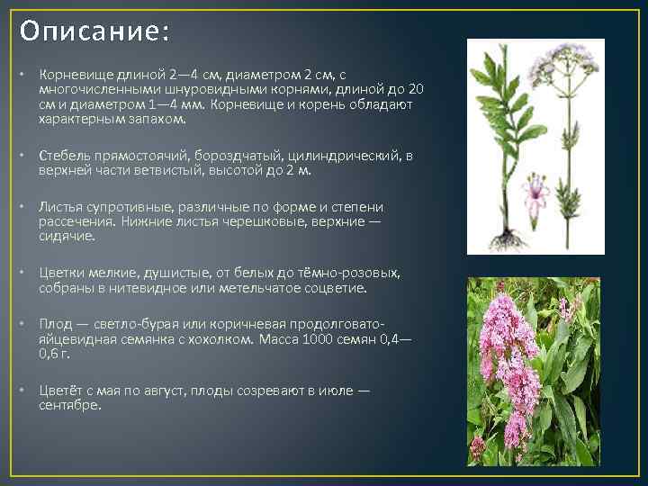 Описание: • Корневище длиной 2— 4 см, диаметром 2 см, с многочисленными шнуровидными корнями,