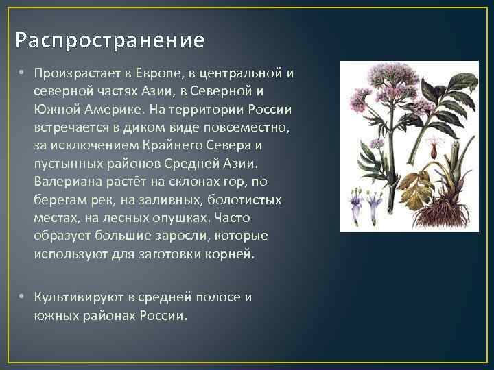 Распространение • Произрастает в Европе, в центральной и северной частях Азии, в Северной и