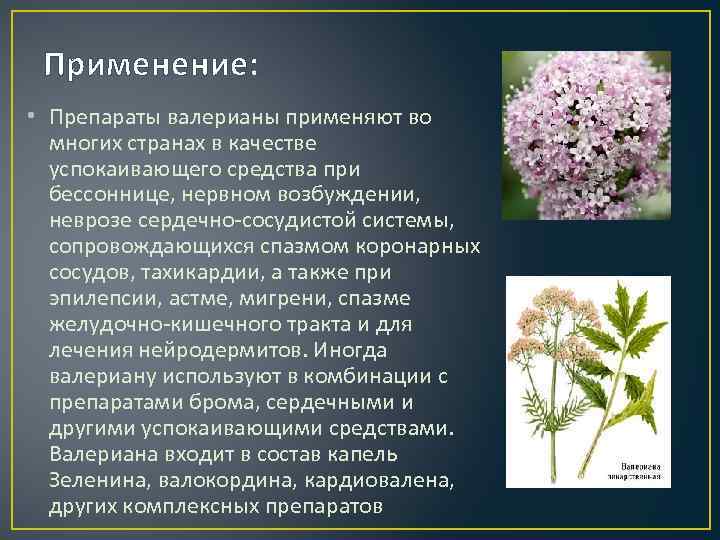 Применение: • Препараты валерианы применяют во многих странах в качестве успокаивающего средства при бессоннице,