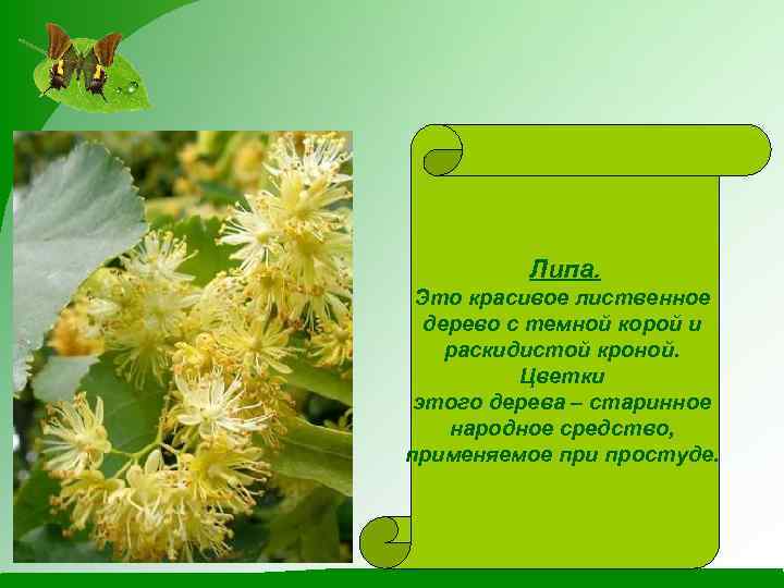 Липа. Это красивое лиственное дерево с темной корой и раскидистой кроной. Цветки этого дерева