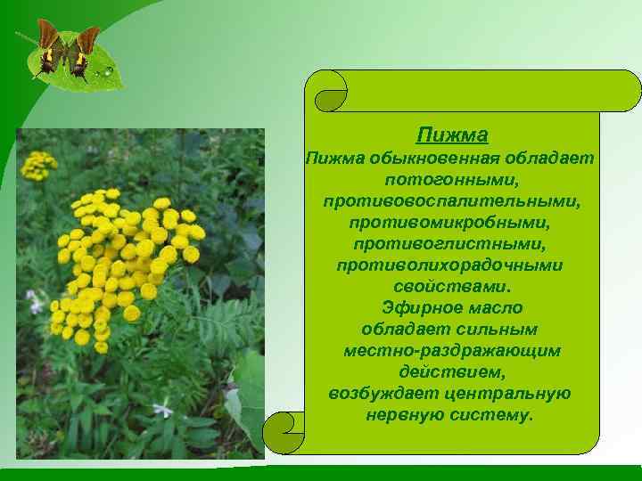 Пижма обыкновенная обладает потогонными, противовоспалительными, противомикробными, противоглистными, противолихорадочными свойствами. Эфирное масло обладает сильным местно-раздражающим