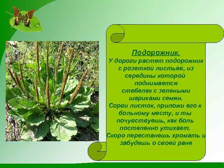 Подорожник. У дороги растет подорожник с розеткой листьев, из середины которой поднимается стебелек с