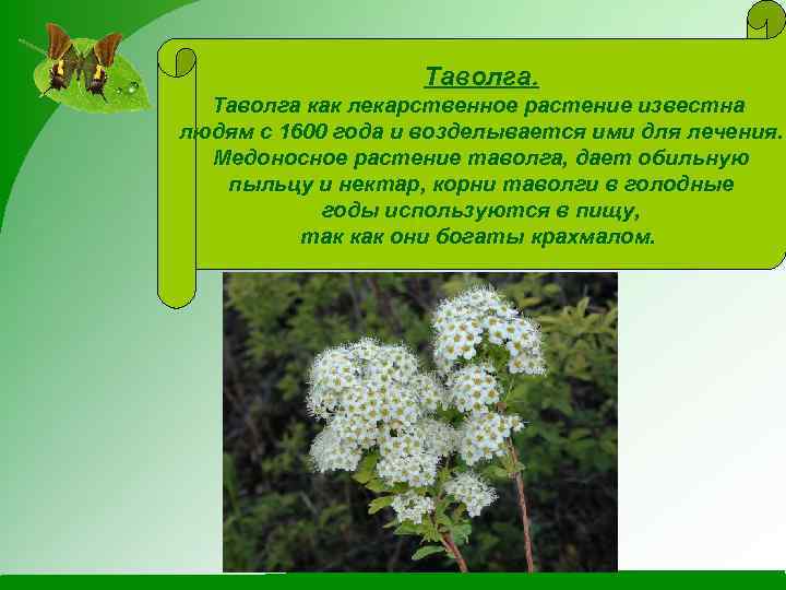 Таволга как лекарственное растение известна людям с 1600 года и возделывается ими для лечения.