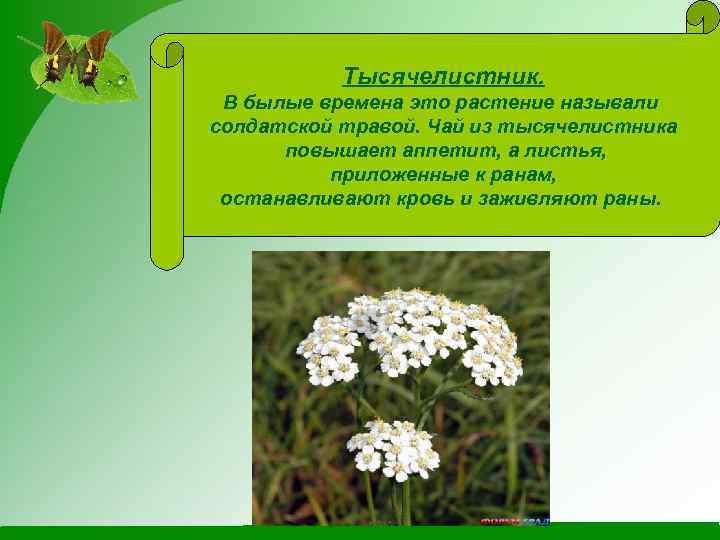 Тысячелистник. В былые времена это растение называли солдатской травой. Чай из тысячелистника повышает аппетит,