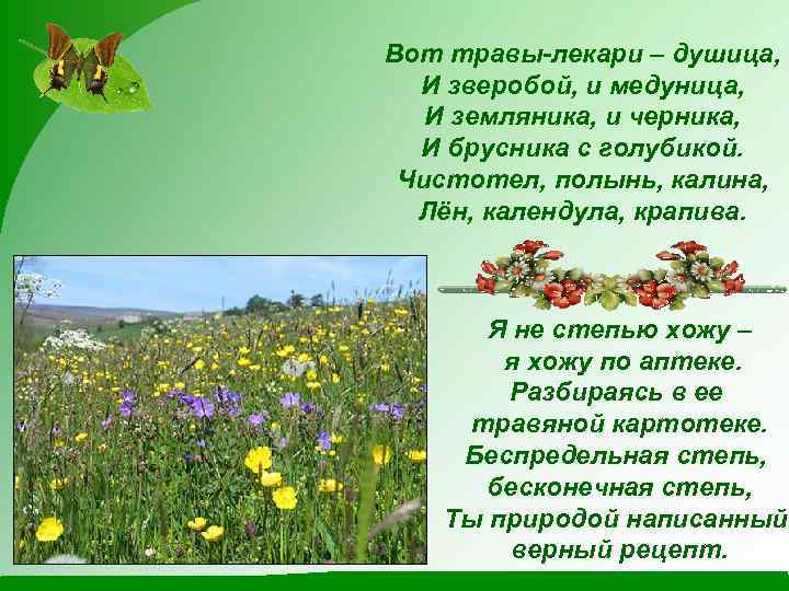 Вот травы-лекари – душица, И зверобой, и медуница, И земляника, и черника, И брусника