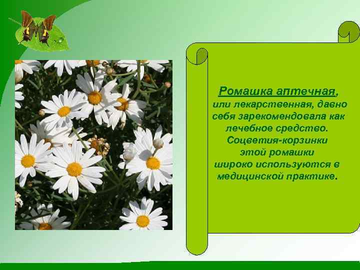 Ромашка аптечная, или лекарственная, давно себя зарекомендовала как лечебное средство. Соцветия-корзинки этой ромашки широко