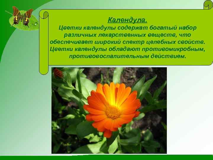 Календула. Цветки календулы содержат богатый набор различных лекарственных веществ, что обеспечивает широкий спектр целебных