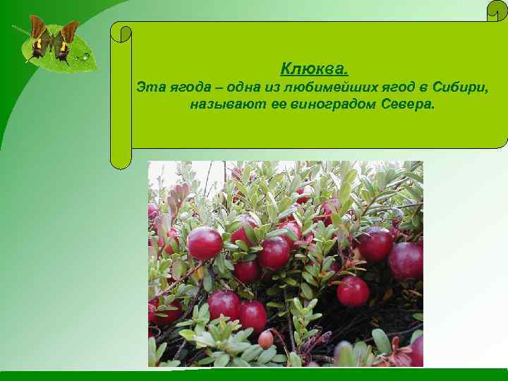 Клюква. Эта ягода – одна из любимейших ягод в Сибири, называют ее виноградом Севера.