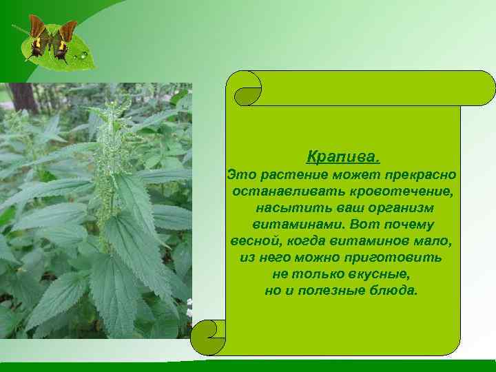 Крапива. Это растение может прекрасно останавливать кровотечение, насытить ваш организм витаминами. Вот почему весной,