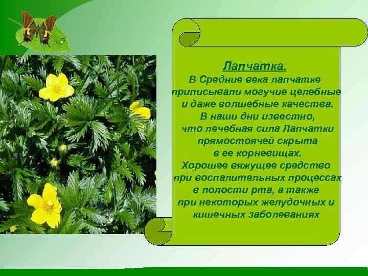 Лапчатка. В Средние века лапчатке приписывали могучие целебные и даже волшебные качества. В наши