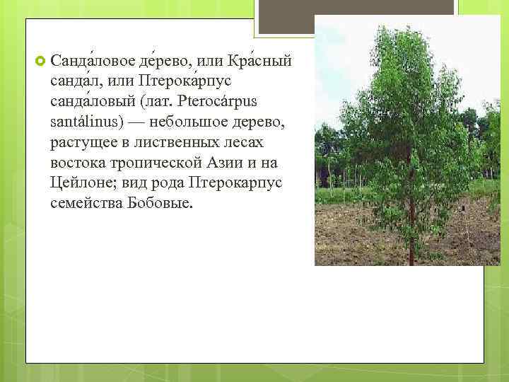  Санда ловое де рево, или Кра сный санда л, или Птерока рпус санда