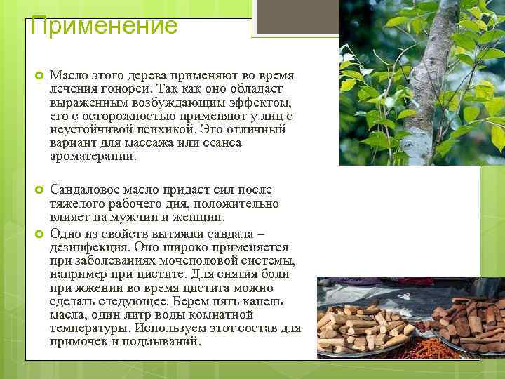 Применение Масло этого дерева применяют во время лечения гонореи. Так как оно обладает выраженным