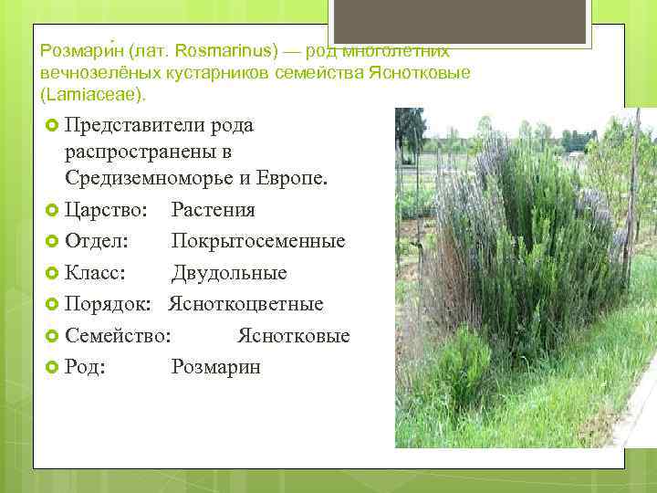 Розмари н (лат. Rosmarinus) — род многолетних вечнозелёных кустарников семейства Яснотковые (Lamiaceae). Представители рода