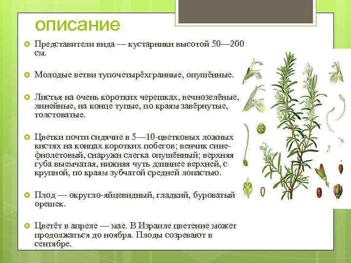 описание Представители вида — кустарники высотой 50— 200 см. Молодые ветви тупочетырёхгранные, опушённые. Листья