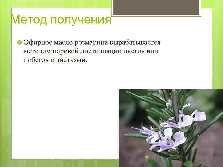 Метод получения Эфирное масло розмарина вырабатывается методом паровой дистилляции цветов или побегов с листьями.