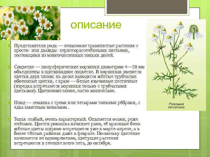 описание Представители рода — невысокие травянистые растения с просто- или дважды- перисторассечёнными листьями, состоящими