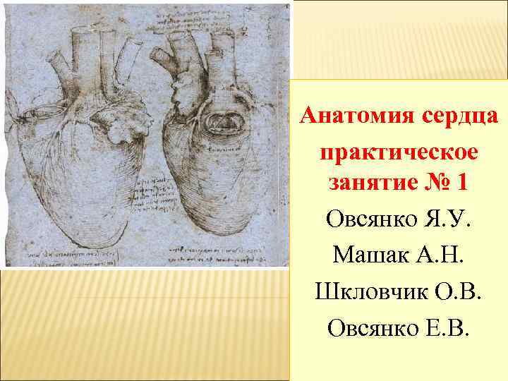 Анатомия сердца практическое занятие № 1 Овсянко Я. У. Машак А. Н. Шкловчик О.